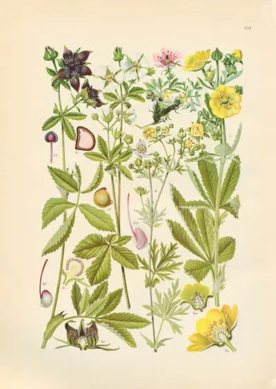 Illustrierte Flora von Mitteleuropa Pl.150 av Gustav Hegi