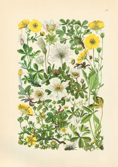 Illustrerad flora från Centraleuropa, pl. 151 av Gustav Hegi
