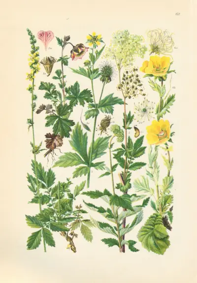 Illustrierte Flora von Mitteleuropa Pl.152 av Gustav Hegi