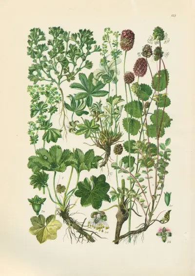 Illustrierte Flora von Mitteleuropa Pl.153 av Gustav Hegi