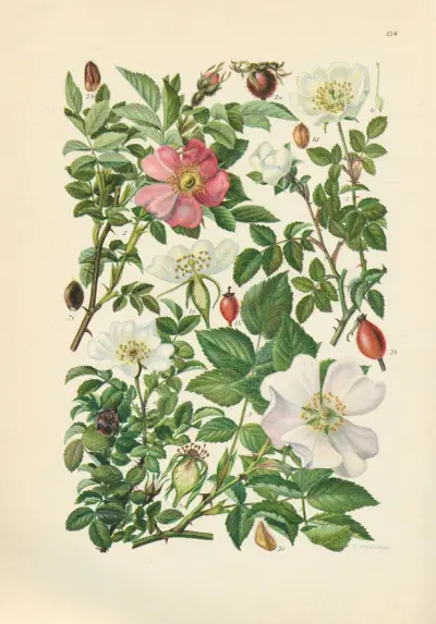 Illustrerad flora för Centraleuropa plansch 154 av Gustav Hegi