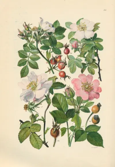 Illustrierte Flora von Mitteleuropa Pl.155 av Gustav Hegi