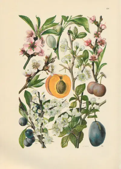 Illustrierte Flora von Mitteleuropa Pl.156 av Gustav Hegi