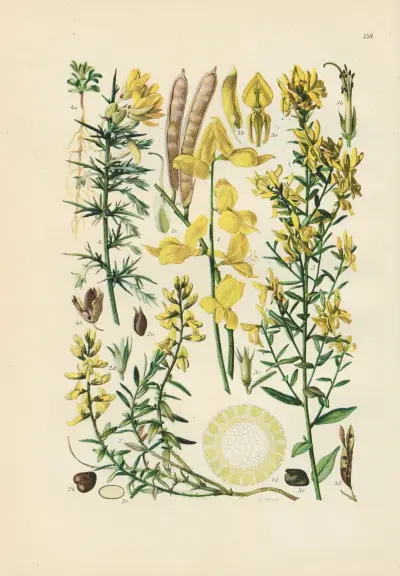 Illustrerad flora för Centraleuropa, plansch 158 av Gustav Hegi