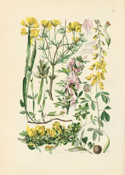 Illustrierte Flora von Mitteleuropa Pl.159 av Gustav Hegi