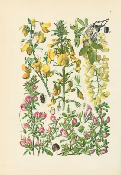 Illustrerad flora för Centraleuropa pl. 160 av Gustav Hegi