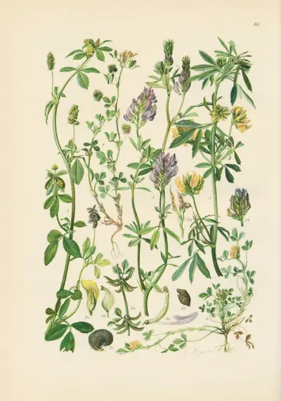 Illustrierte Flora von Mitteleuropa Pl.161 av Gustav Hegi