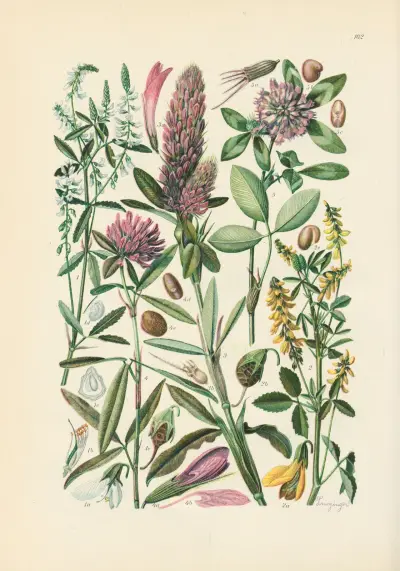 Illustrerad flora för Centraleuropa Pl.162 av Gustav Hegi