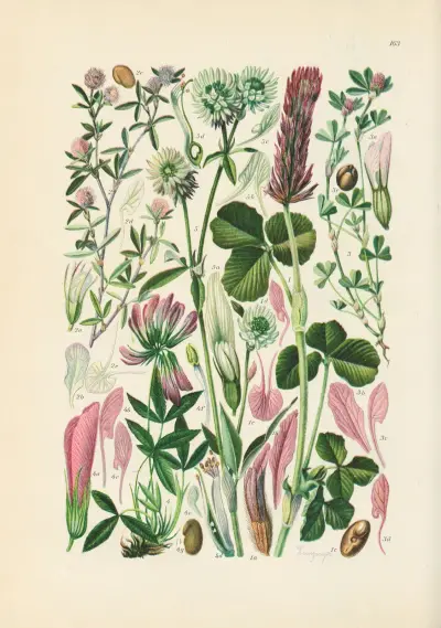 Illustrierte Flora von Mitteleuropa Pl.163 av Gustav Hegi