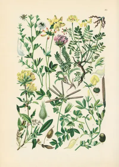 Illustrierte Flora von Mitteleuropa Pl.165 av Gustav Hegi
