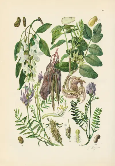 Illustrierte Flora von Mitteleuropa Pl.166 av Gustav Hegi