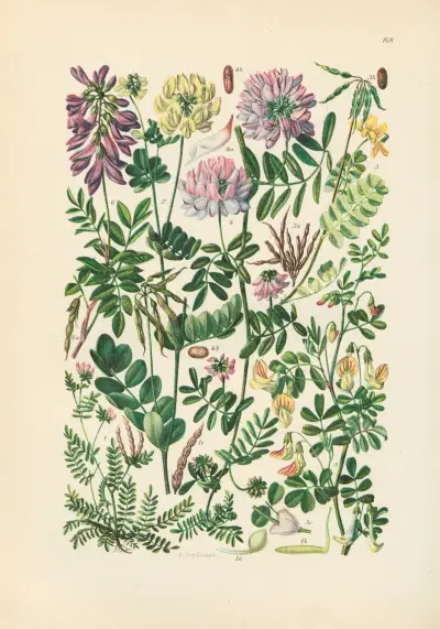 Illustrierte Flora von Mitteleuropa Pl.168 av Gustav Hegi