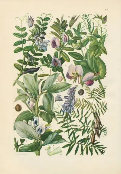 Illustrierte Flora von Mitteleuropa Pl.170 av Gustav Hegi