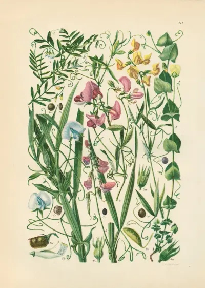 Illustrierte Flora von Mitteleuropa Pl.171 av Gustav Hegi
