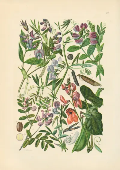 Illustrierte Flora von Mitteleuropa Pl.172 av Gustav Hegi
