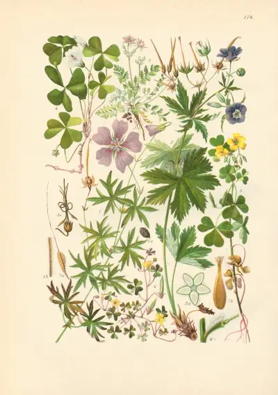 Illustrierte Flora von Mitteleuropa Pl.174 av Gustav Hegi