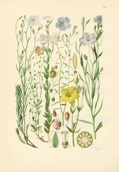 Illustrerad flora från Centraleuropa pl. 175 av Gustav Hegi