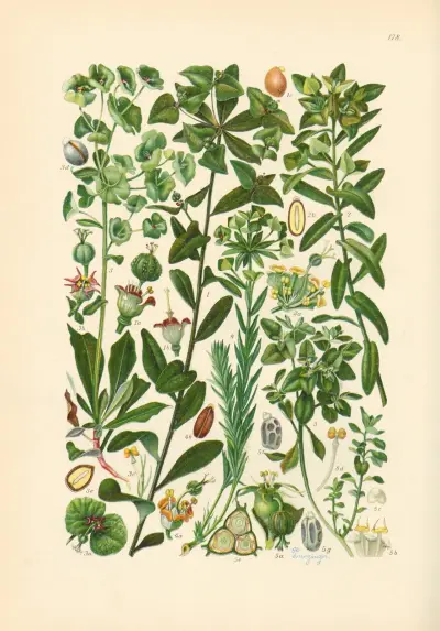 Illustrierte Flora von Mitteleuropa Pl.178 av Gustav Hegi