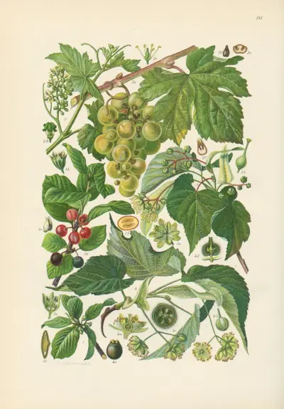 Illustrerad flora för Centraleuropa pl. 181 av Gustav Hegi