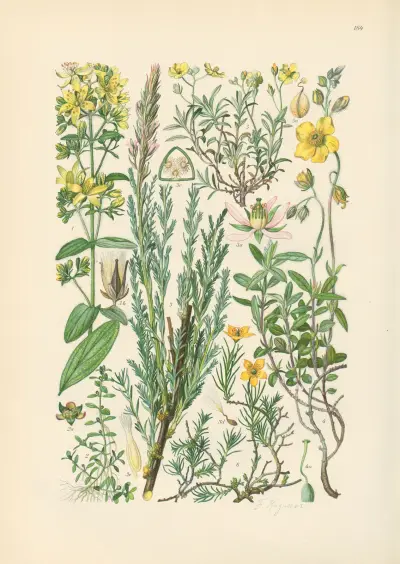 Illustrierte Flora von Mitteleuropa Pl.184 av Gustav Hegi