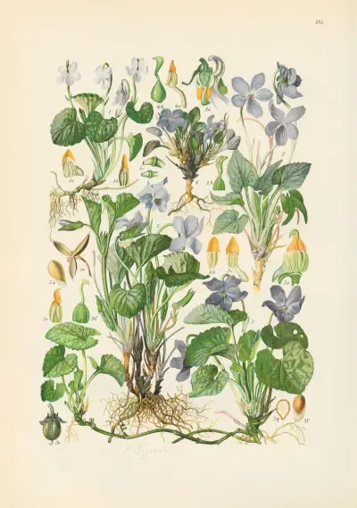 Illustrerad flora för Centraleuropa Pl.185 av Gustav Hegi