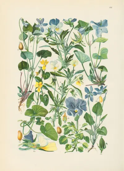 Illustrierte Flora von Mitteleuropa Pl.186 av Gustav Hegi