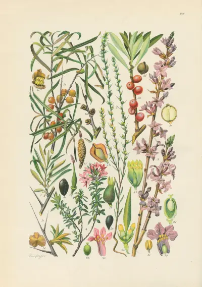 Illustrierte Flora von Mitteleuropa Pl.187 av Gustav Hegi