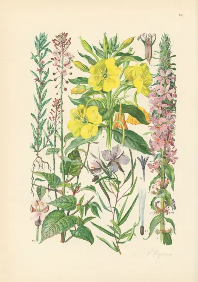 Illustrierte Flora von Mitteleuropa Pl.188 av Gustav Hegi