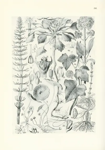 Illustrierte Flora von Mitteleuropa Pl.190 av Gustav Hegi