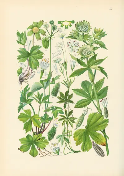 Illustrierte Flora von Mitteleuropa Pl.191 av Gustav Hegi