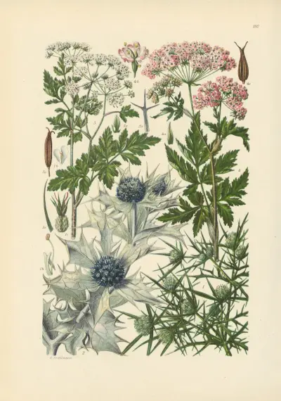 Illustrerad flora från Centraleuropa pl. 192 av Gustav Hegi