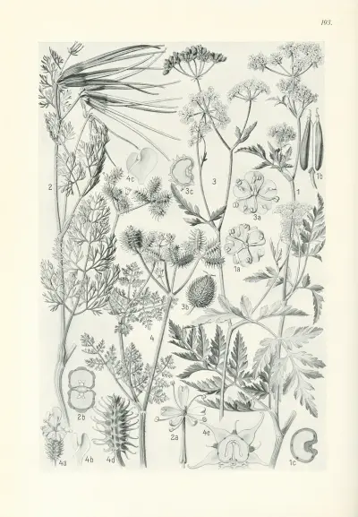 Illustrierte Flora von Mitteleuropa Pl.193 av Gustav Hegi