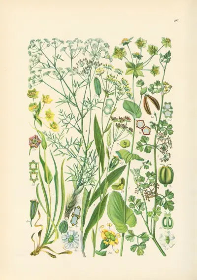 Illustrerade flora från Centraleuropa Pl.195 av Gustav Hegi