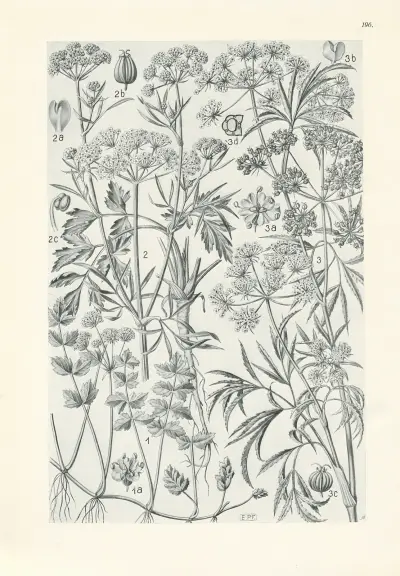 Illustrierte Flora von Mitteleuropa Pl.196 av Gustav Hegi