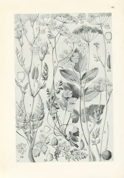 Illustrerad flora för Centraleuropa pl. 197 av Gustav Hegi