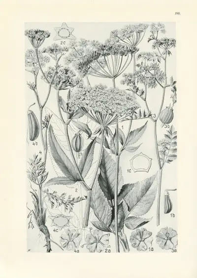 Illustrerad flora från Centraleuropa, plansch 198 av Gustav Hegi