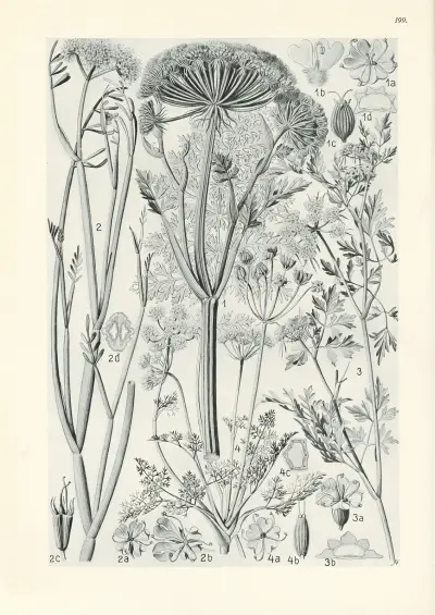 Illustrierte Flora von Mitteleuropa Pl.199 av Gustav Hegi