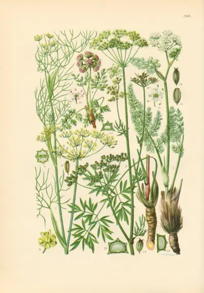 Illustrierte Flora von Mitteleuropa Pl.200 av Gustav Hegi