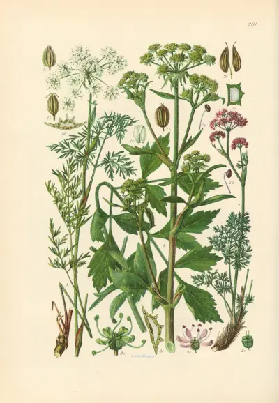 Illustrierte Flora von Mitteleuropa Pl.201 av Gustav Hegi