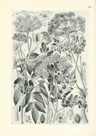 Illustrierte Flora von Mitteleuropa Pl.202 av Gustav Hegi