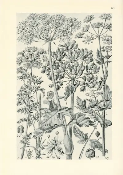 Illustrierte Flora von Mitteleuropa Pl.203 av Gustav Hegi