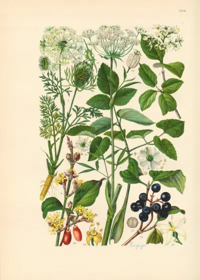 Illustrierte Flora von Mitteleuropa Pl.204 av Gustav Hegi