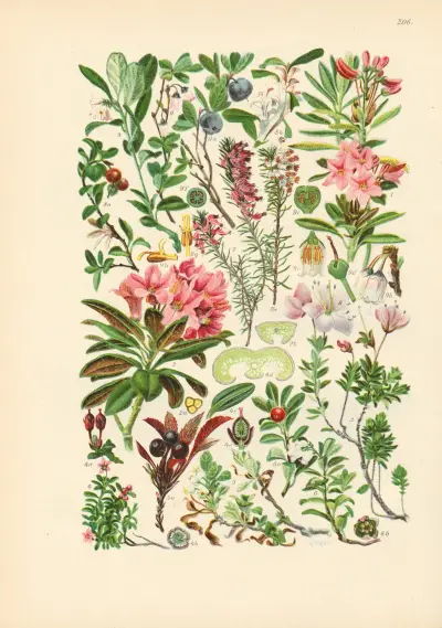 Illustrierte Flora von Mitteleuropa Pl.206 av Gustav Hegi