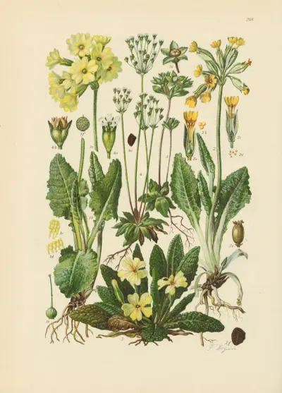 Illustrierte Flora von Mitteleuropa Pl.208 av Gustav Hegi