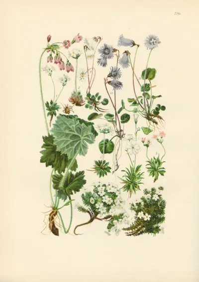 Illustrierte Flora von Mitteleuropa Pl.210 av Gustav Hegi