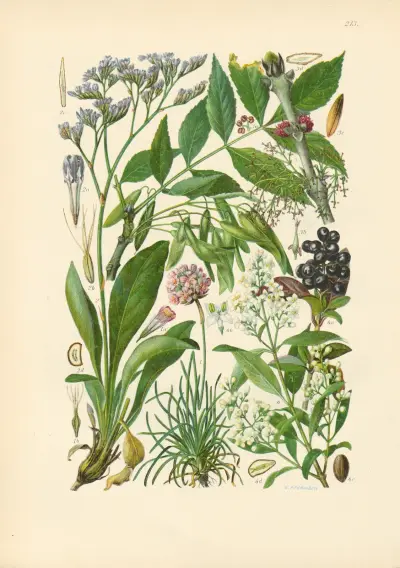 Illustrierte Flora von Mitteleuropa Pl.213 av Gustav Hegi