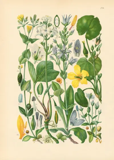 Illustrierte Flora von Mitteleuropa Pl.214 av Gustav Hegi
