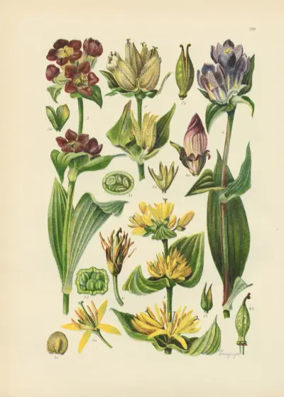 Illustrierte Flora von Mitteleuropa Pl.216 av Gustav Hegi