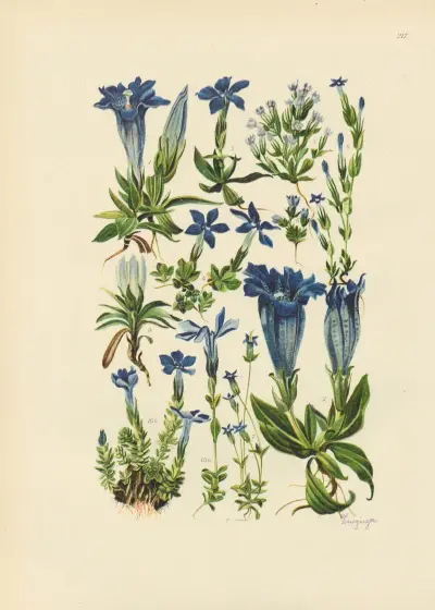 Illustrierte Flora von Mitteleuropa Pl.217 av Gustav Hegi