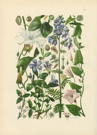 Illustrierte Flora von Mitteleuropa Pl.218 av Gustav Hegi